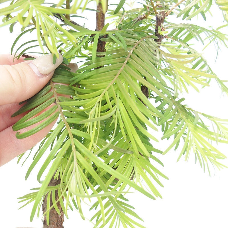 Bonsai für draußen - Metasequoia glyptostroboides - Chinesische Metasequoia
