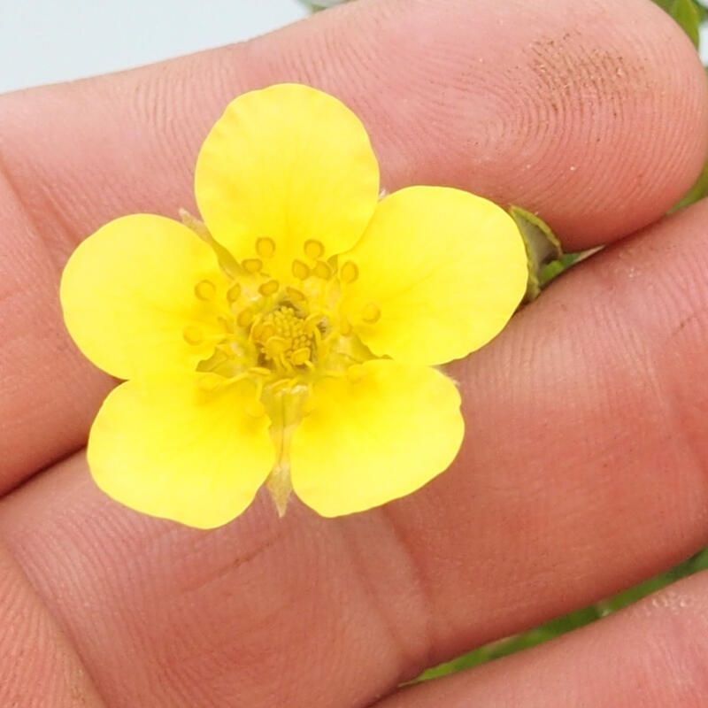 Bonsai für draußen - Potentila fruticosa gelber Vogel