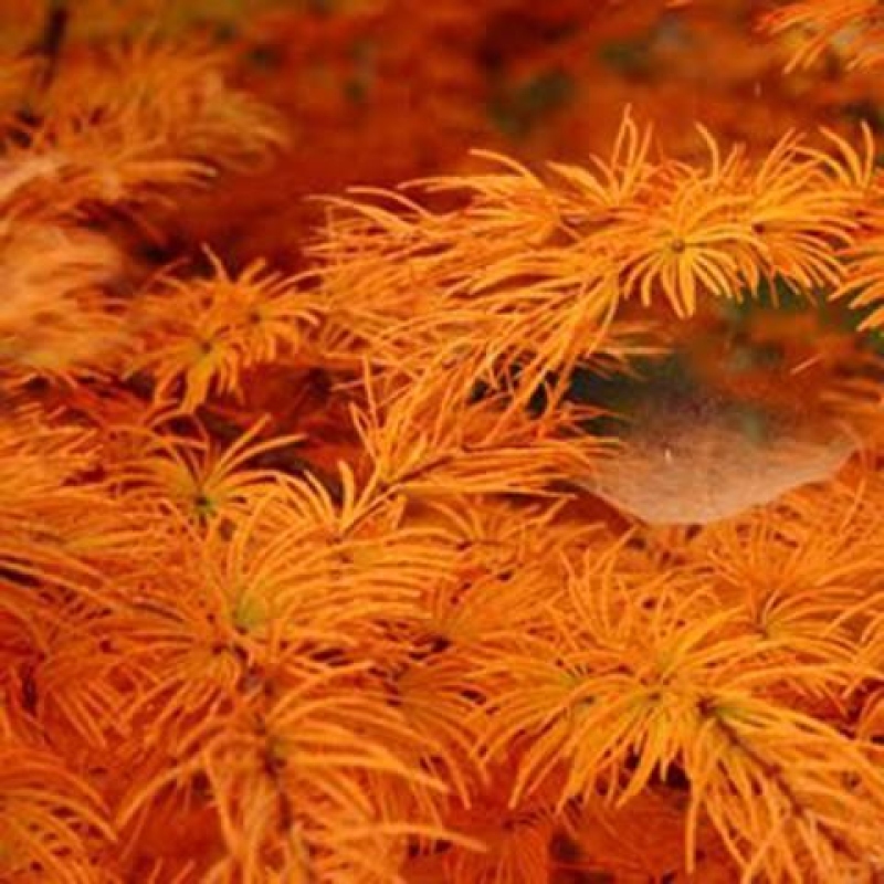 Bonsai für draußen - Larix Kaempferi - Japanische Lärche
