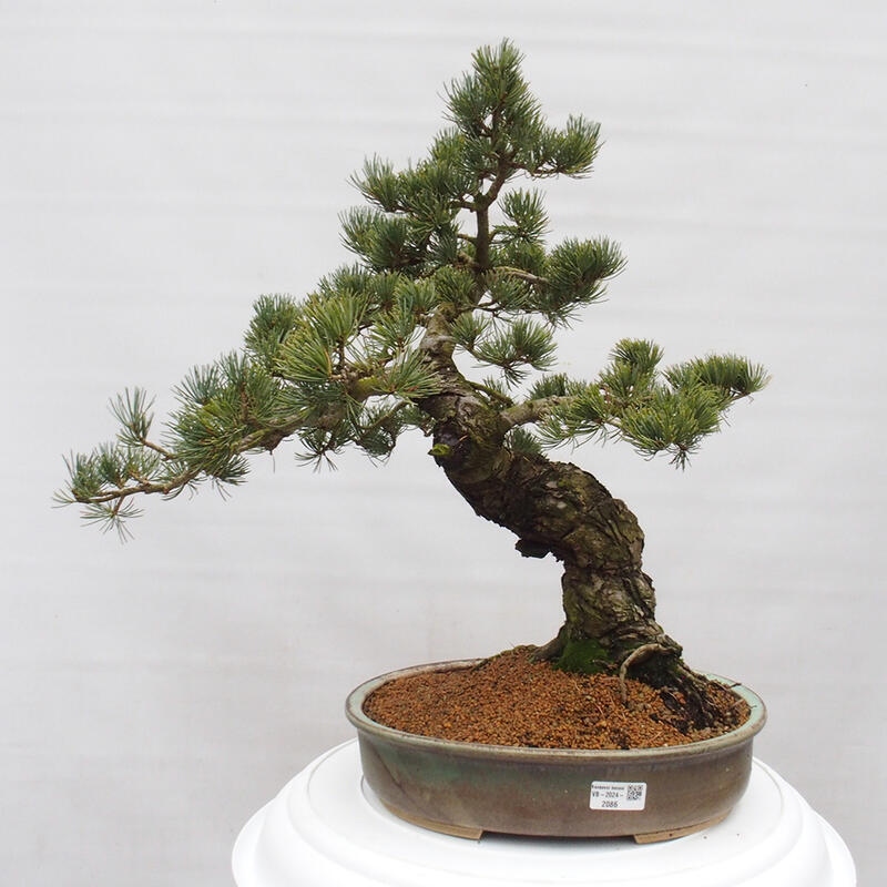 Bonsai für draußen - Pinus parviflora - Pinus parviflora