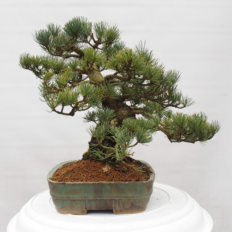 Bonsai für draußen - Pinus parviflora - Pinus parviflora