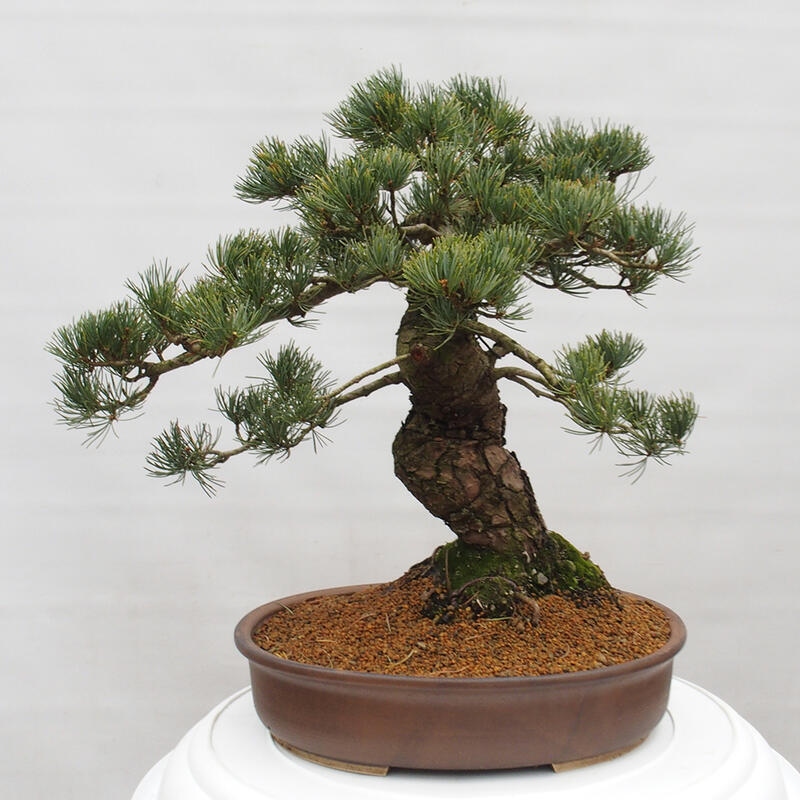 Bonsai für draußen - Pinus parviflora - Pinus parviflora