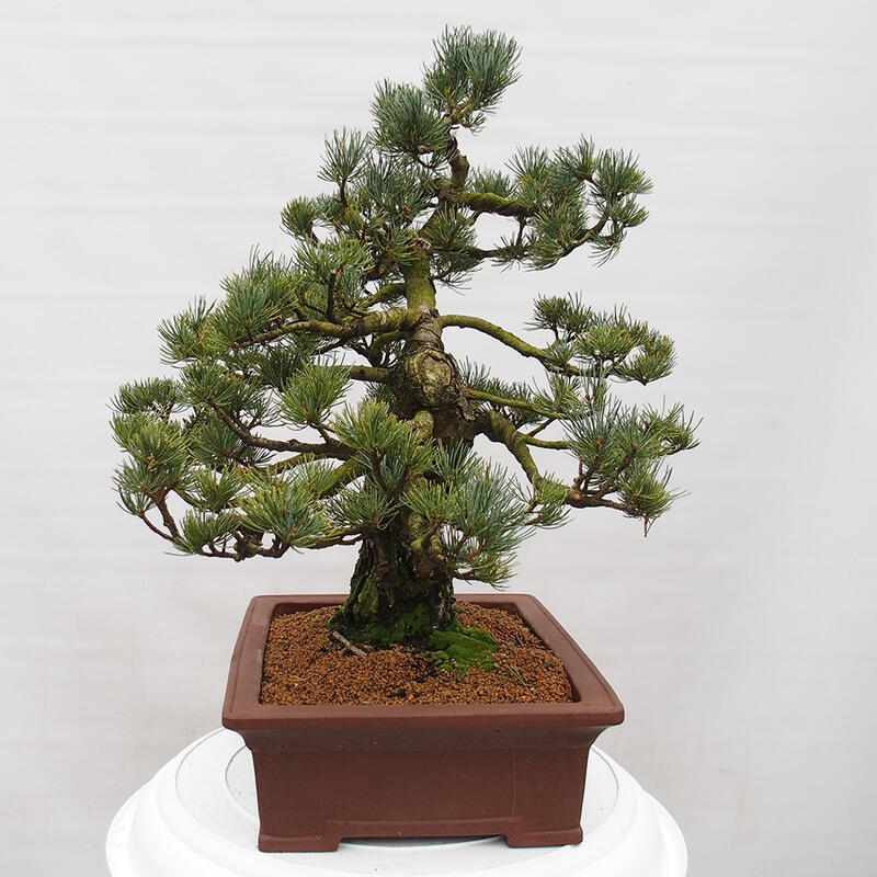 Bonsai für draußen - Pinus parviflora - Pinus parviflora