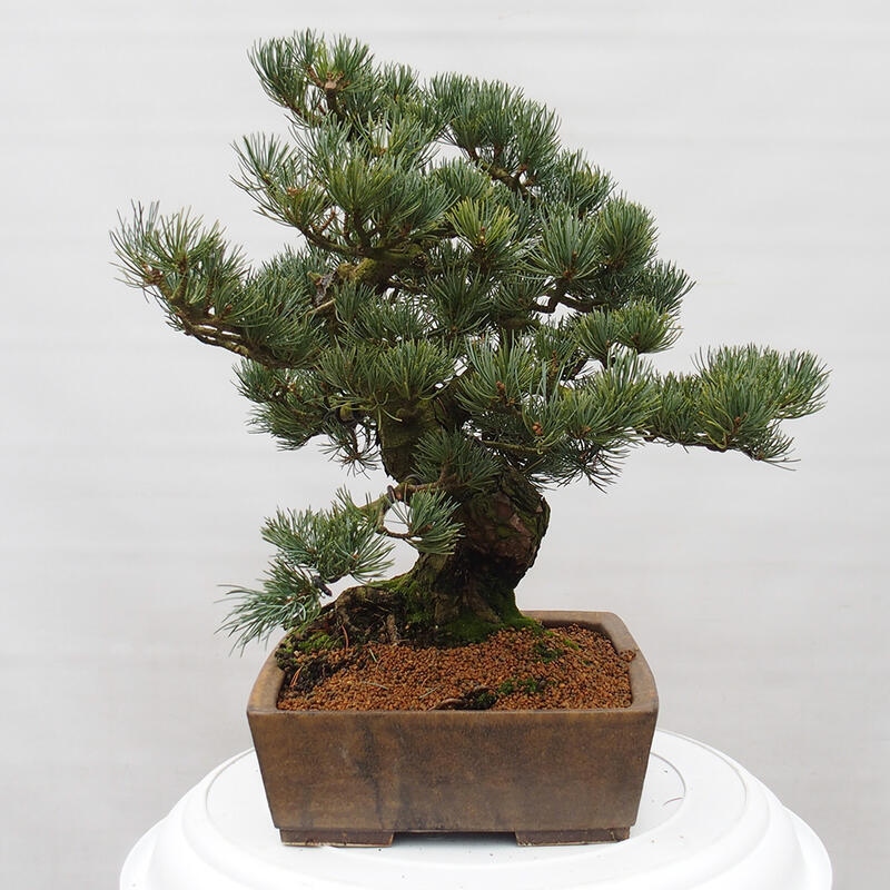 Bonsai für draußen - Pinus parviflora - Pinus parviflora