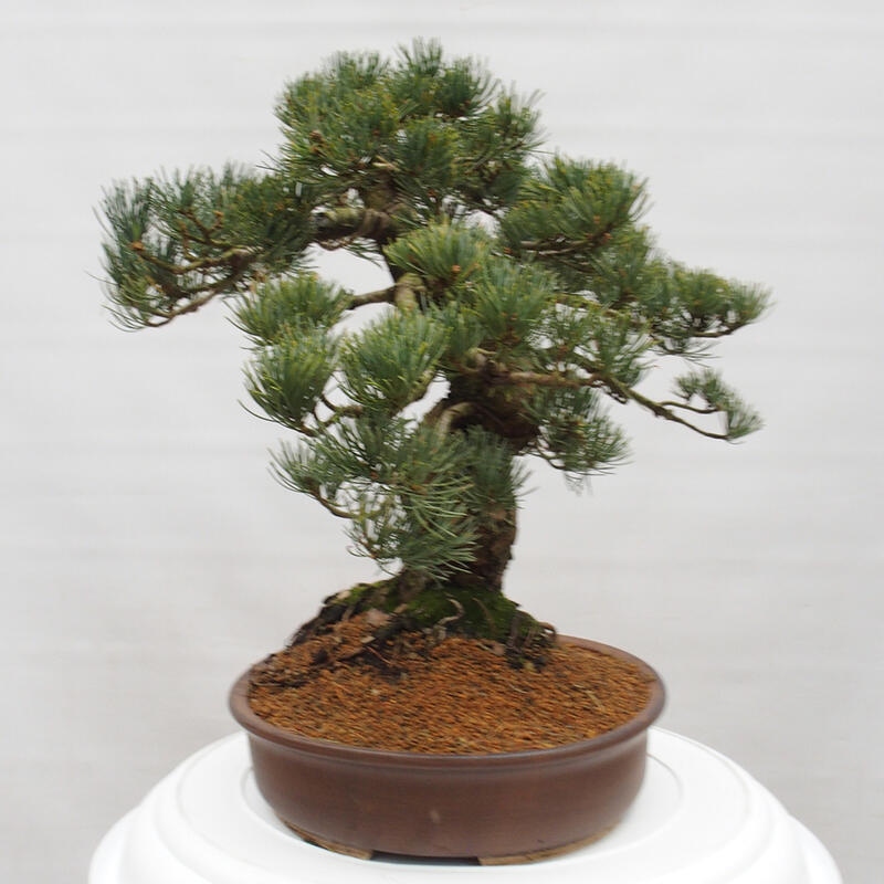 Bonsai für draußen - Pinus parviflora - Pinus parviflora