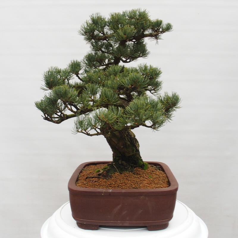 Bonsai für draußen - Pinus parviflora - Pinus parviflora