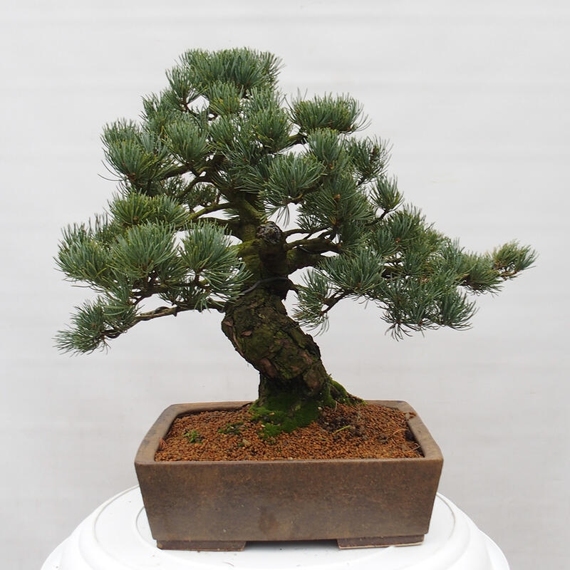 Bonsai für draußen - Pinus parviflora - Pinus parviflora