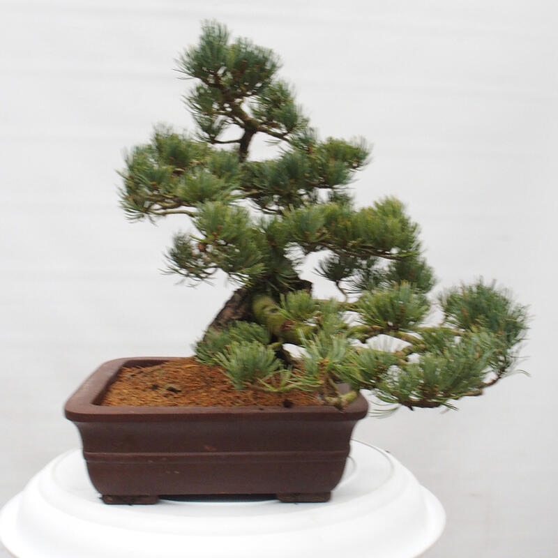 Bonsai für draußen - Pinus parviflora - Pinus parviflora