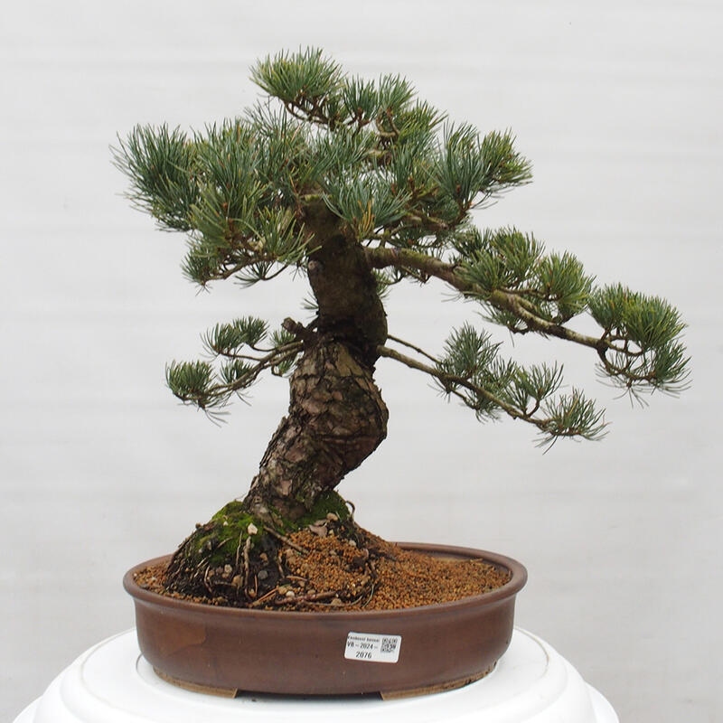Bonsai für draußen - Pinus parviflora - Pinus parviflora
