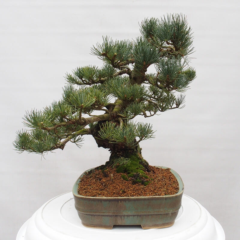 Bonsai für draußen - Pinus parviflora - Pinus parviflora