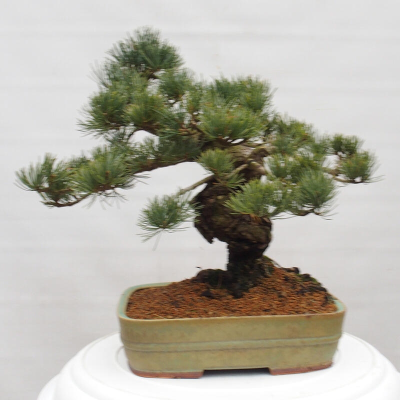 Bonsai für draußen - Pinus parviflora - Pinus parviflora
