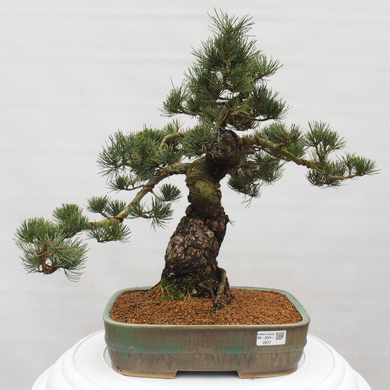 Bonsai für draußen - Pinus parviflora - Pinus parviflora