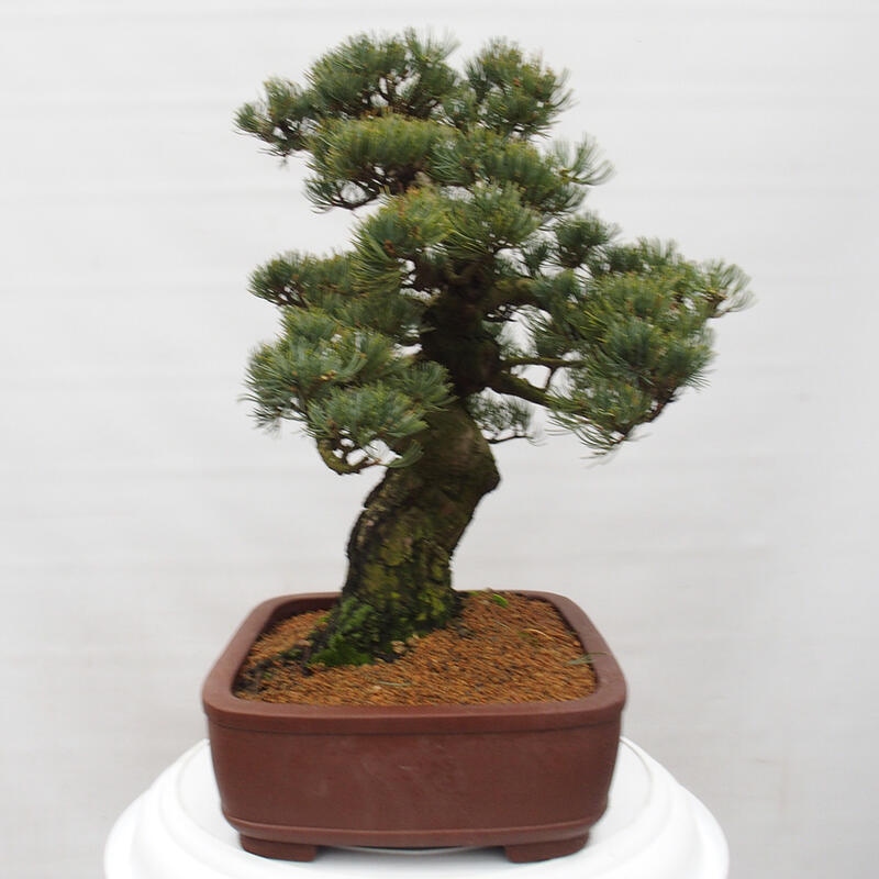 Bonsai für draußen - Pinus parviflora - Pinus parviflora