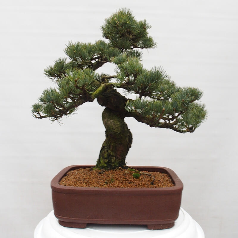 Bonsai für draußen - Pinus parviflora - Pinus parviflora