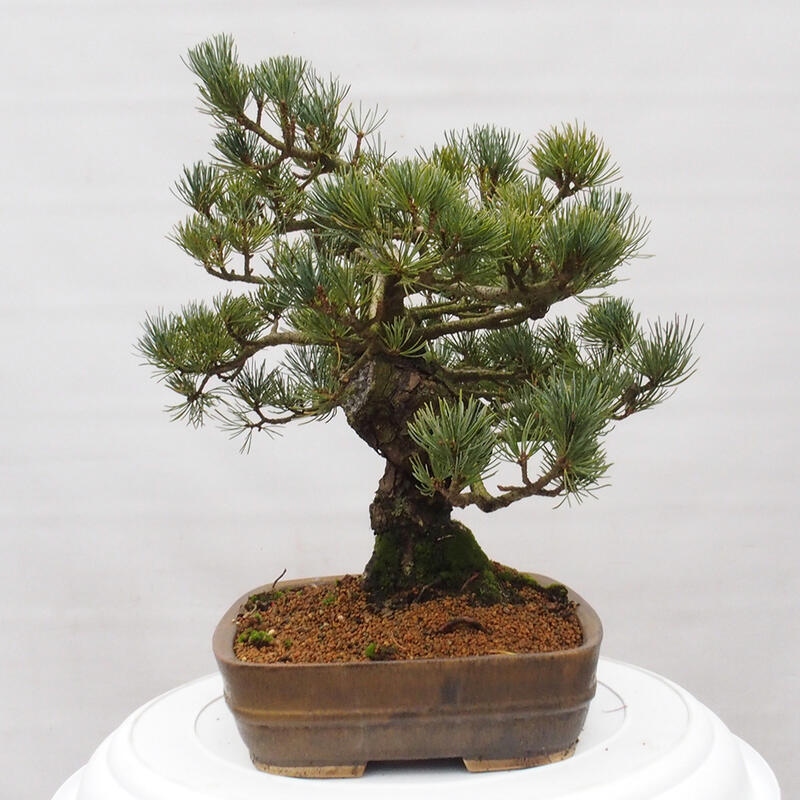 Bonsai für draußen - Pinus parviflora - Pinus parviflora