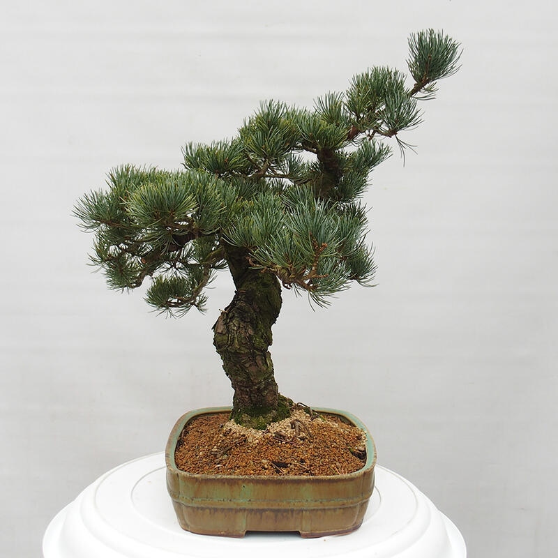 Bonsai für draußen - Pinus parviflora - Pinus parviflora