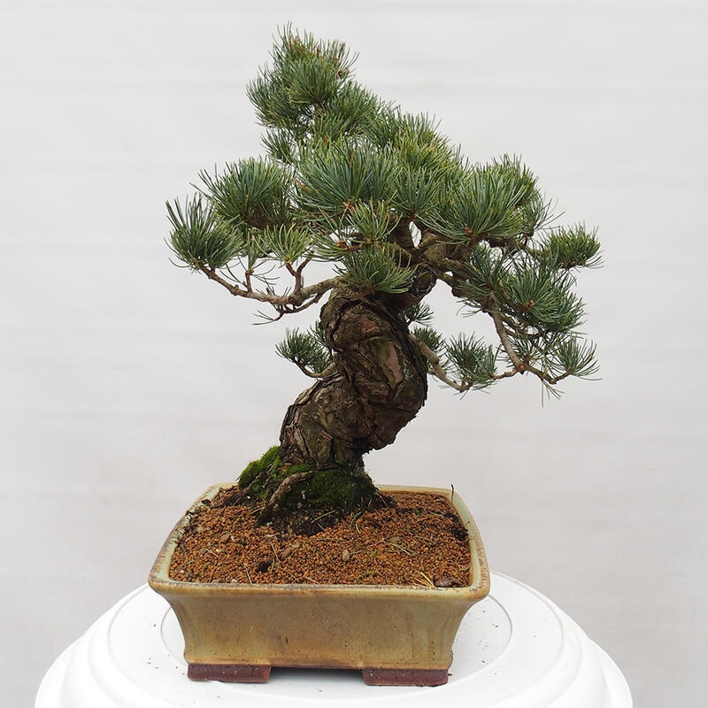 Bonsai für draußen - Pinus parviflora - Pinus parviflora