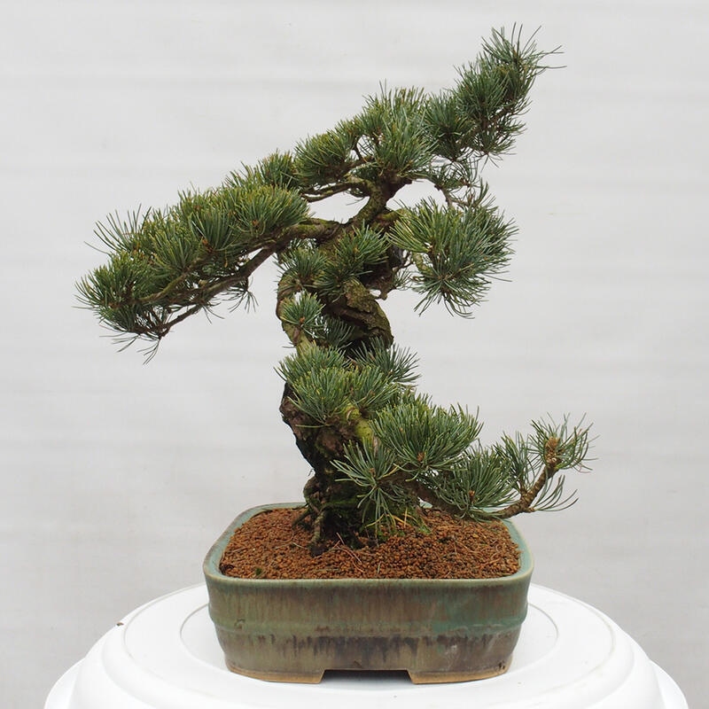Bonsai für draußen - Pinus parviflora - Pinus parviflora