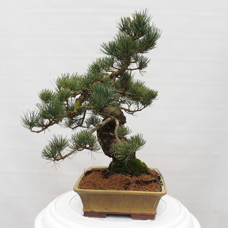 Bonsai für draußen - Pinus parviflora - Pinus parviflora