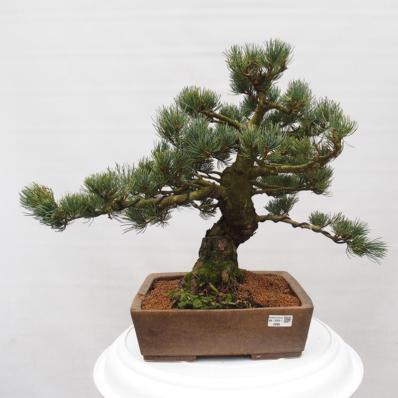 Bonsai für draußen - Pinus parviflora - Pinus parviflora