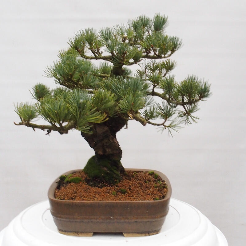 Bonsai für draußen - Pinus parviflora - Pinus parviflora