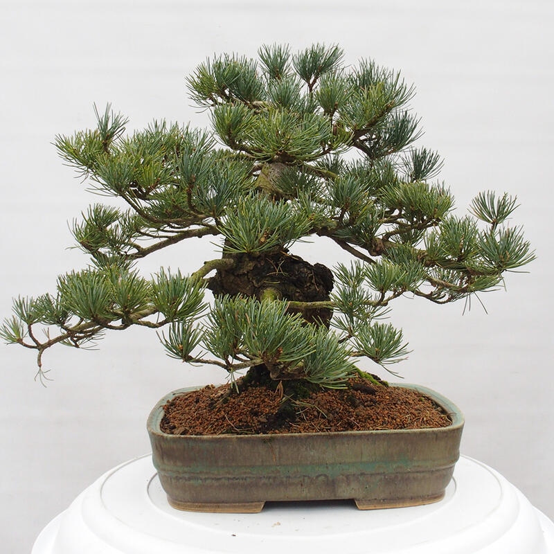 Bonsai für draußen - Pinus parviflora - Pinus parviflora