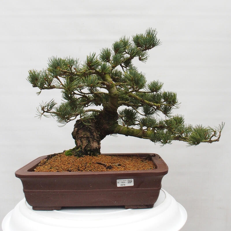 Bonsai für draußen - Pinus parviflora - Pinus parviflora