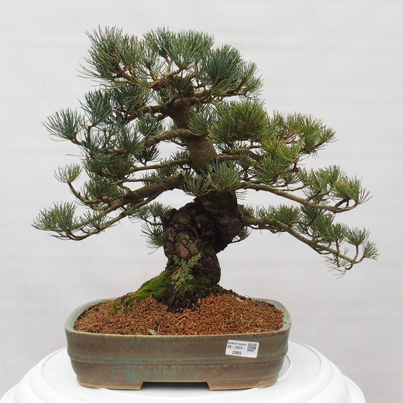 Bonsai für draußen - Pinus parviflora - Pinus parviflora