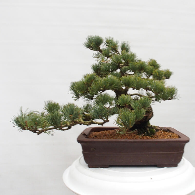 Bonsai für draußen - Pinus parviflora - Pinus parviflora