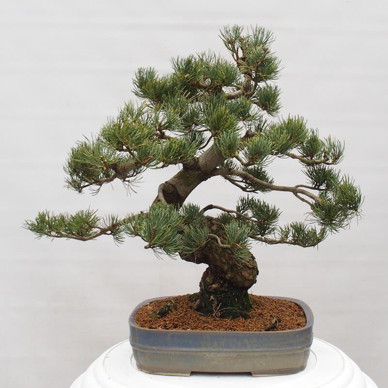 Bonsai für draußen - Pinus parviflora - Pinus parviflora