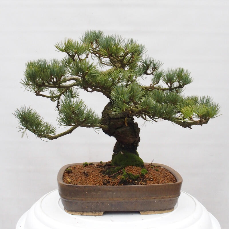 Bonsai für draußen - Pinus parviflora - Pinus parviflora