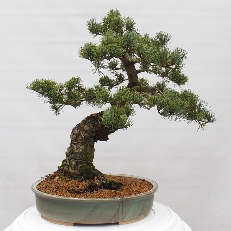 Bonsai für draußen - Pinus parviflora - Pinus parviflora