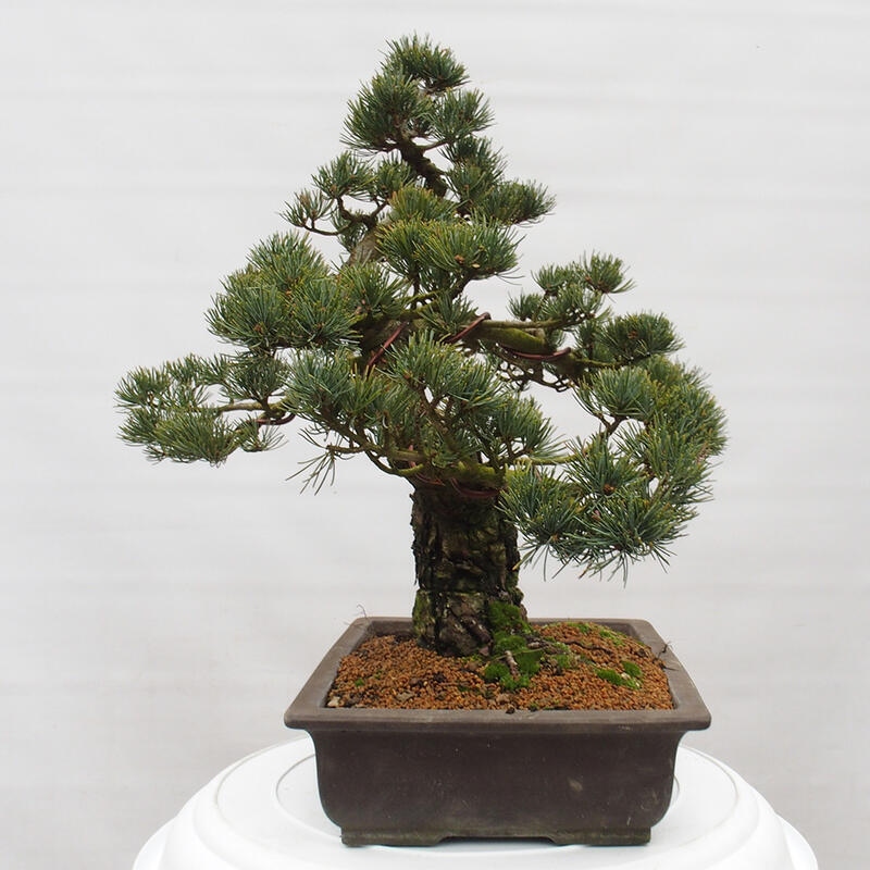 Bonsai für draußen - Pinus parviflora - Pinus parviflora