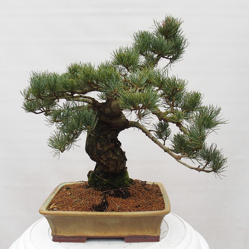 Bonsai für draußen - Pinus parviflora - Pinus parviflora
