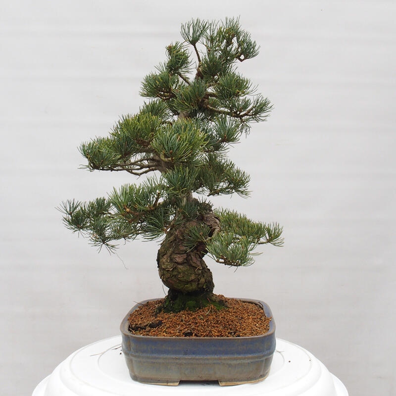 Bonsai für draußen - Pinus parviflora - Pinus parviflora