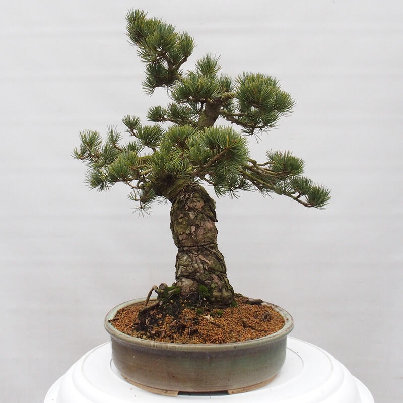 Bonsai für draußen - Pinus parviflora - Pinus parviflora