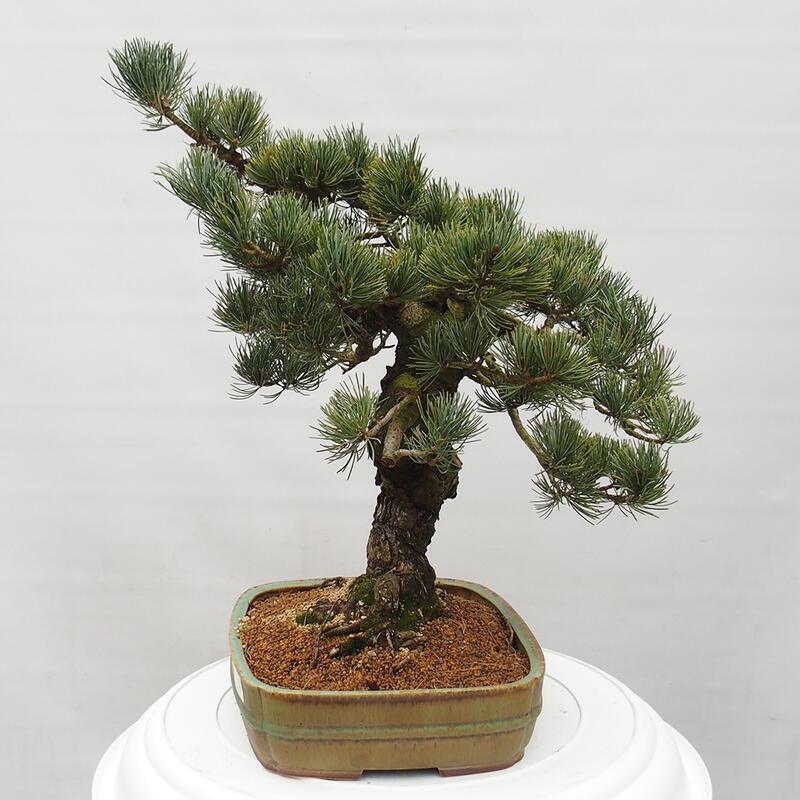 Bonsai für draußen - Pinus parviflora - Pinus parviflora