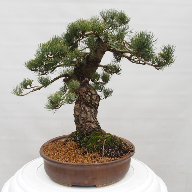 Bonsai für draußen - Pinus parviflora - Pinus parviflora