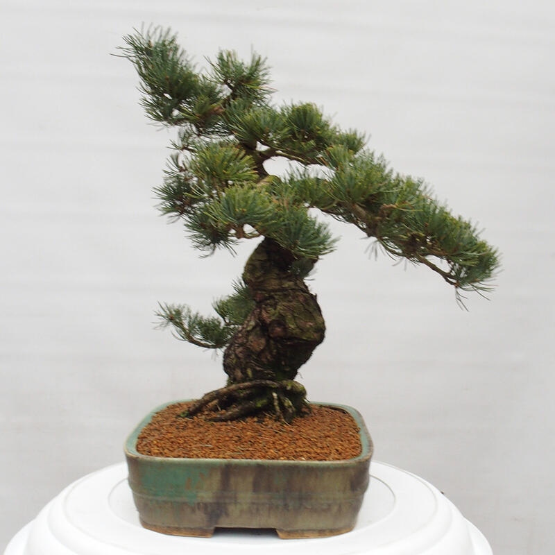 Bonsai für draußen - Pinus parviflora - Pinus parviflora