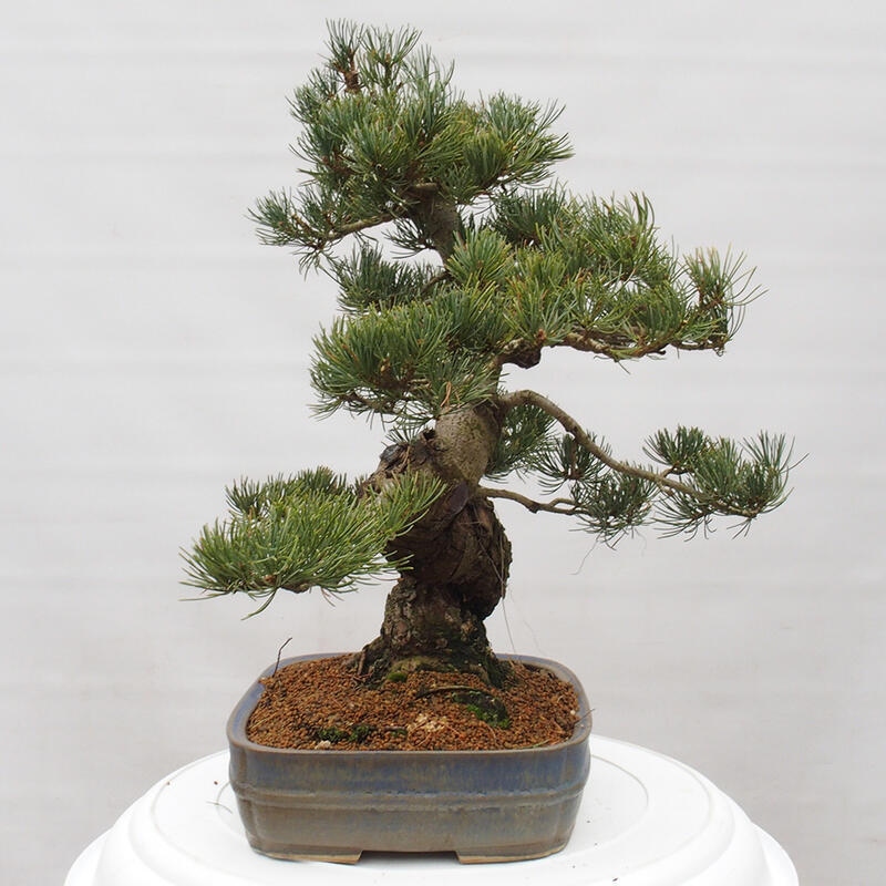 Bonsai für draußen - Pinus parviflora - Pinus parviflora