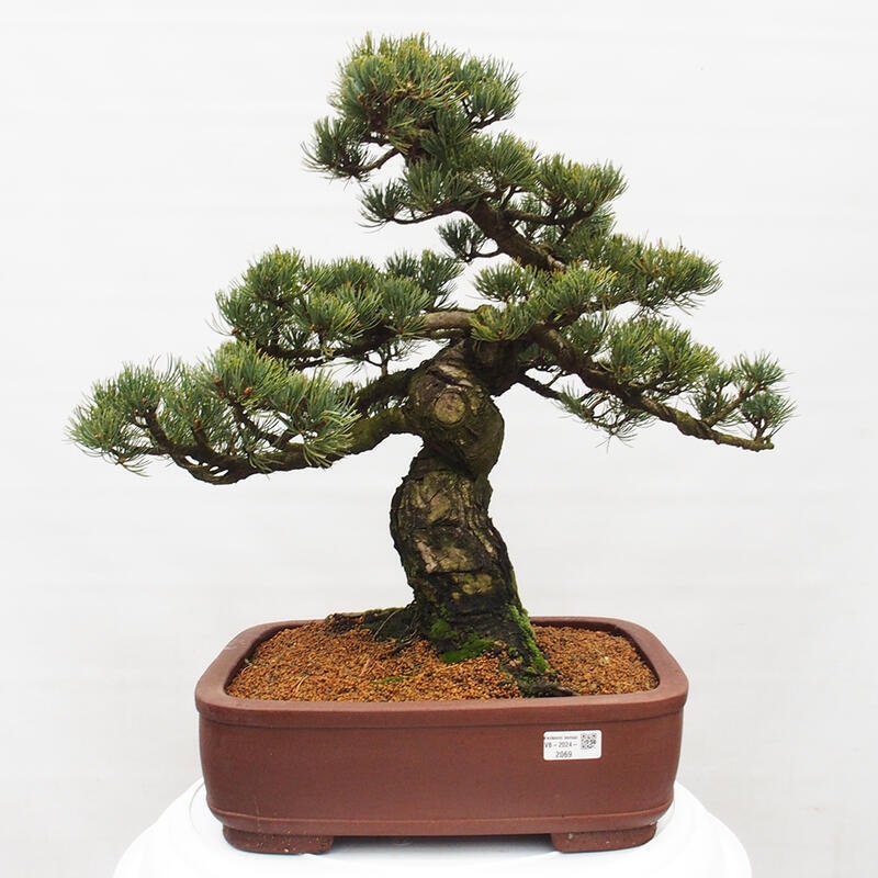 Bonsai für draußen - Pinus parviflora - Pinus parviflora