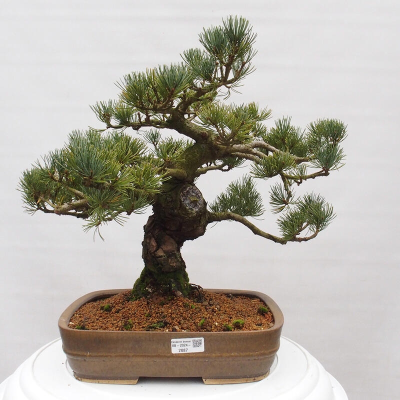 Bonsai für draußen - Pinus parviflora - Pinus parviflora