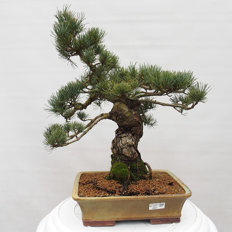 Bonsai für draußen - Pinus parviflora - Pinus parviflora