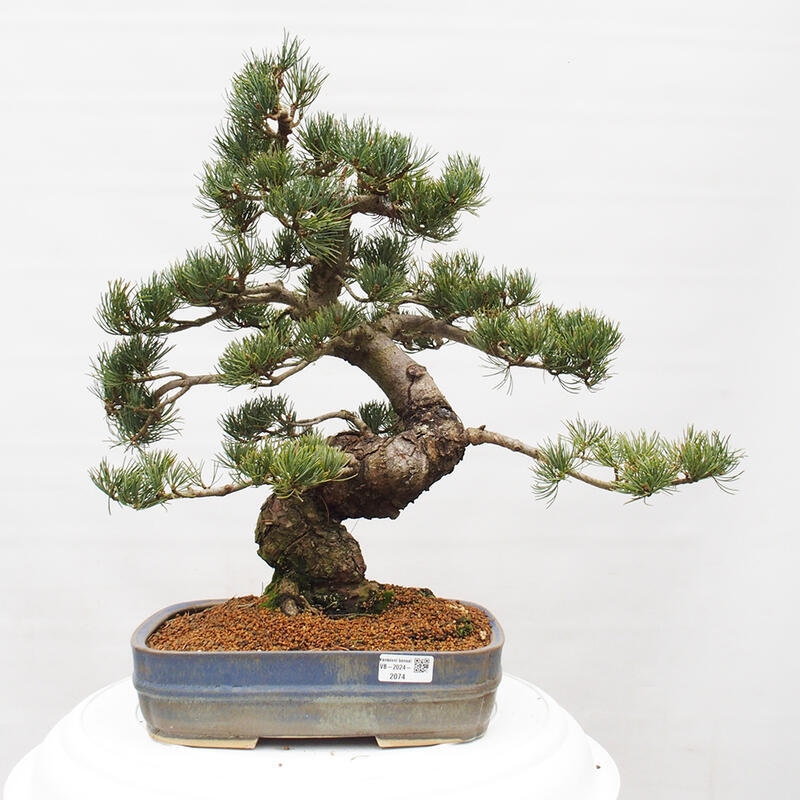 Bonsai für draußen - Pinus parviflora - Pinus parviflora