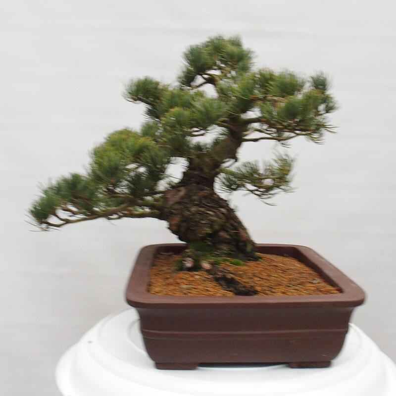 Bonsai für draußen - Pinus parviflora - Pinus parviflora