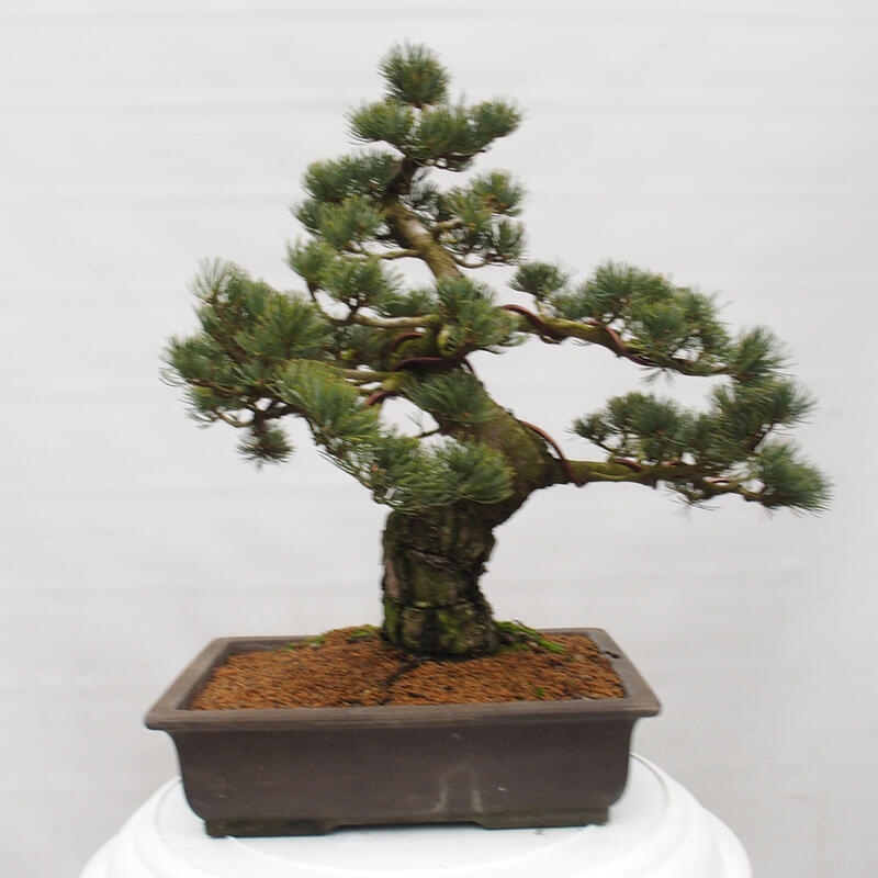 Bonsai für draußen - Pinus parviflora - Pinus parviflora