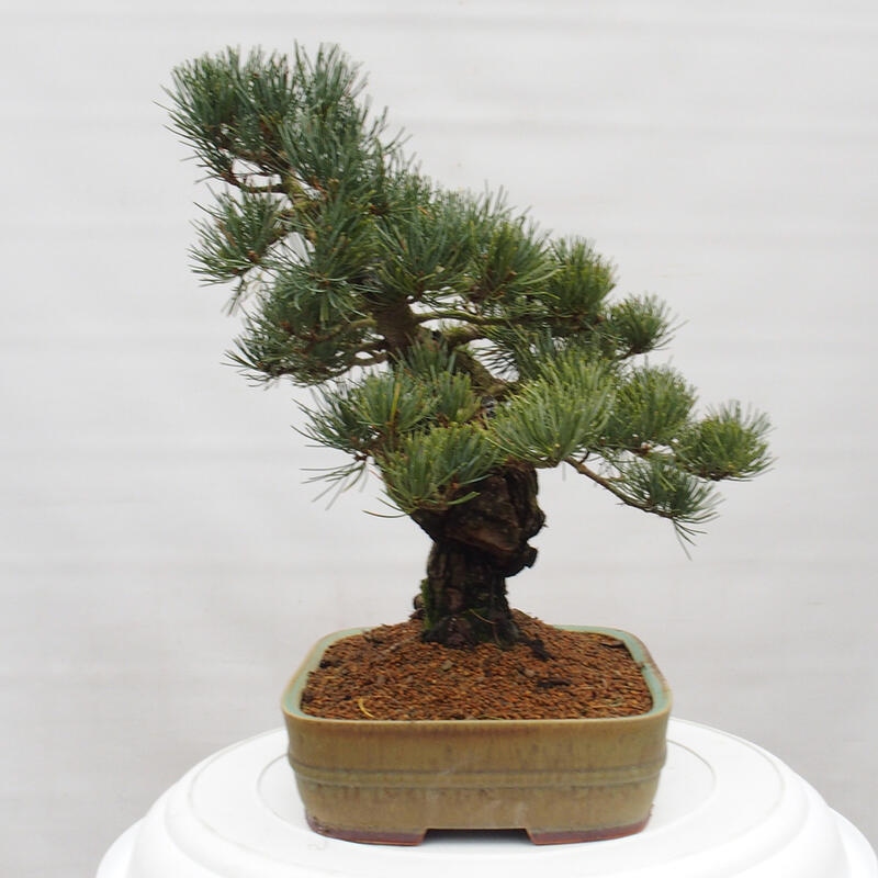Bonsai für draußen - Pinus parviflora - Pinus parviflora