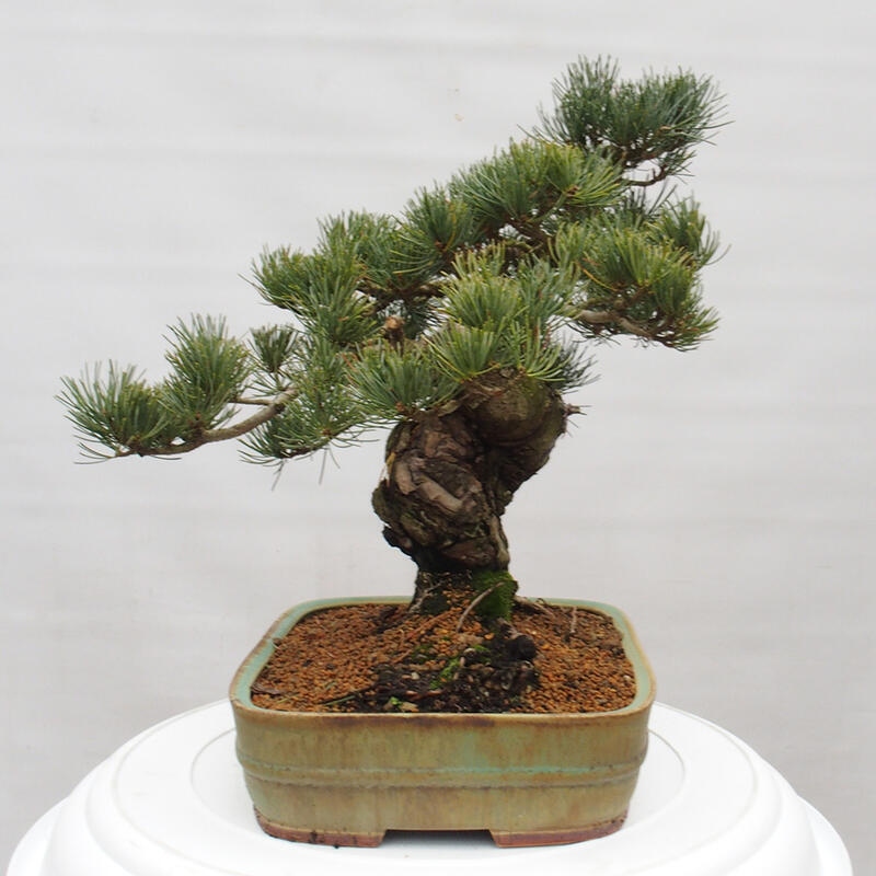 Bonsai für draußen - Pinus parviflora - Pinus parviflora