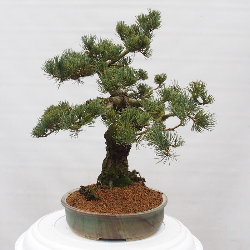 Bonsai für draußen - Pinus parviflora - Pinus parviflora