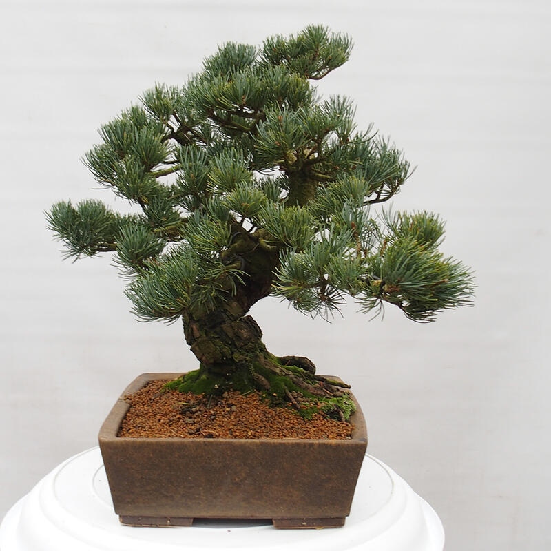 Bonsai für draußen - Pinus parviflora - Pinus parviflora